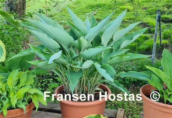 Hosta Kempen Sky High